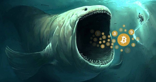 bitcoin tiburón ballena delfín o camarón